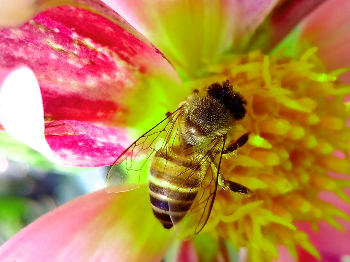 A honeybee gathering pollen