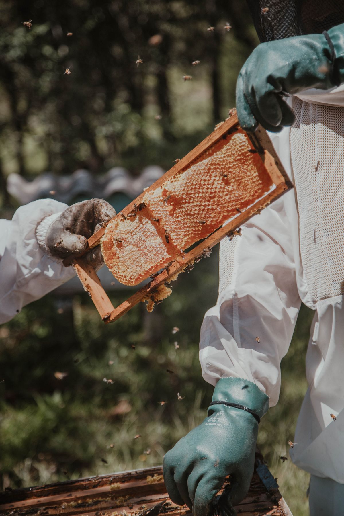A frame of capped honeycomb